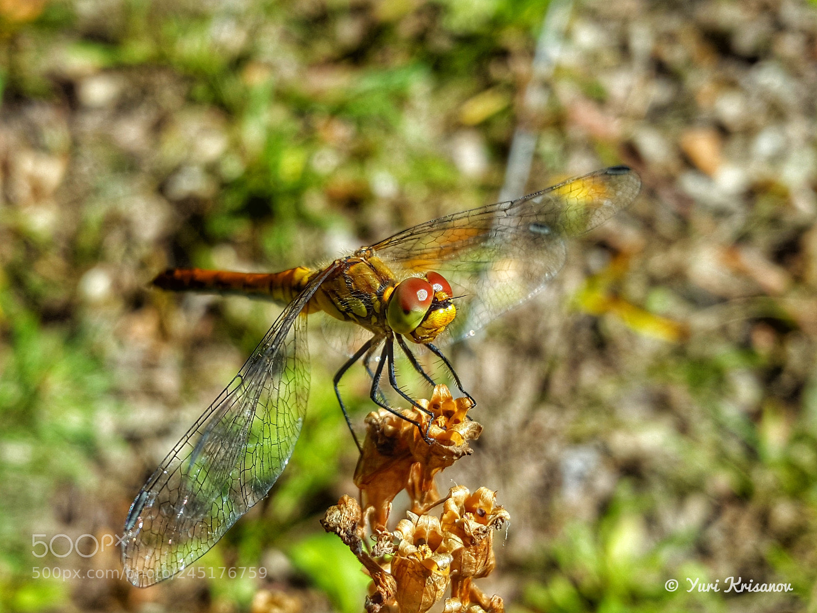 Samsung Galaxy Alpha sample photo. Dragonfly on a dry photography