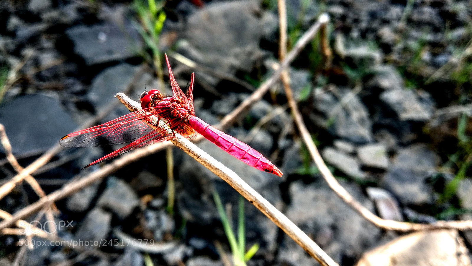 Xiaomi Mi A1 sample photo. Untitled photography