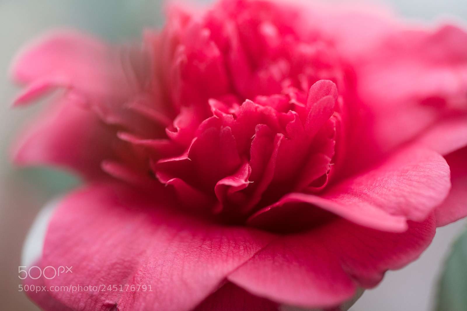 Sony a7R II sample photo. Camellia photography