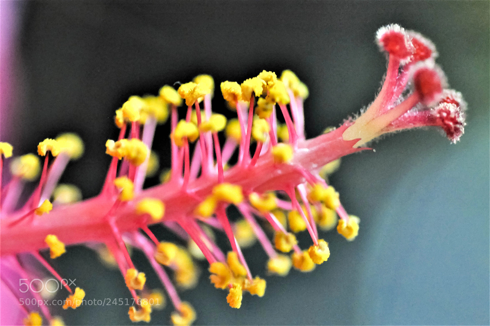 Nikon D90 sample photo. Style branch of a photography
