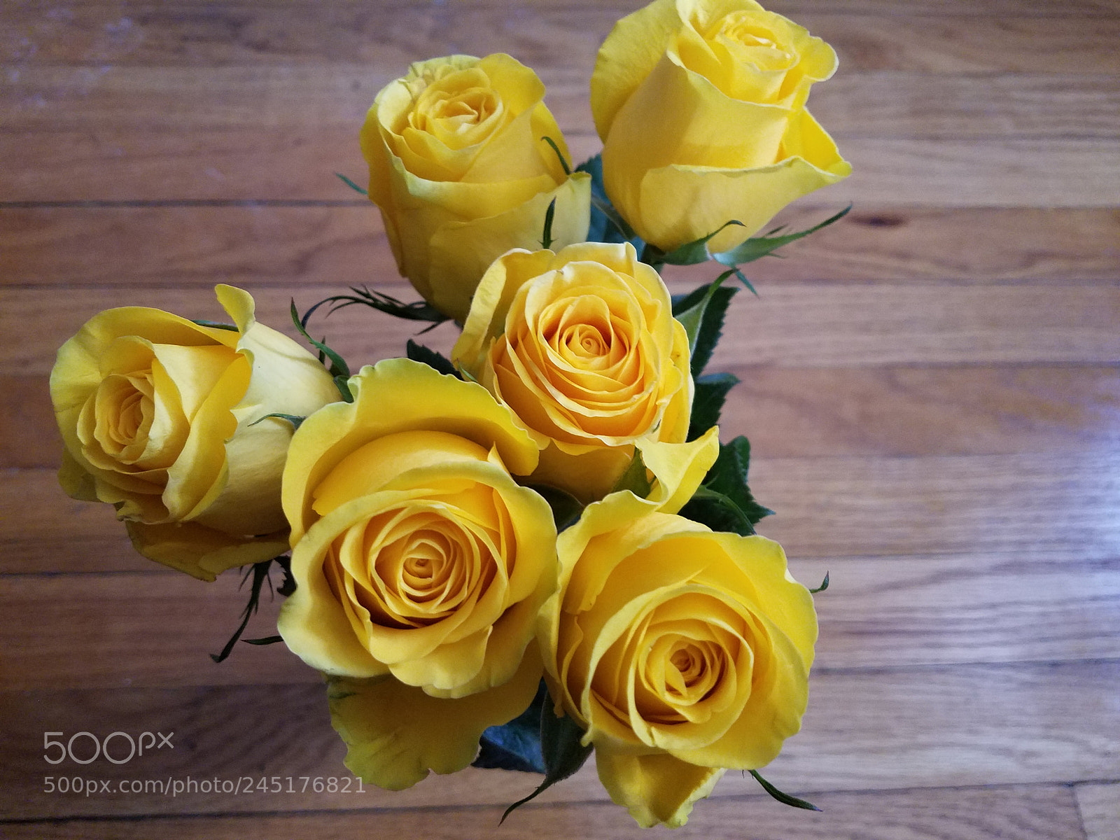 Samsung Galaxy S7 sample photo. Yellow roses in february 3 photography