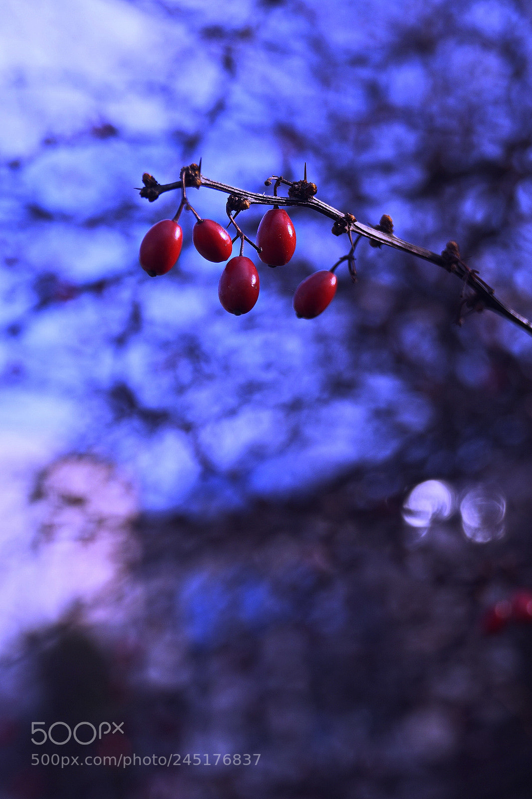 Sony SLT-A58 sample photo. Wild fruit photography