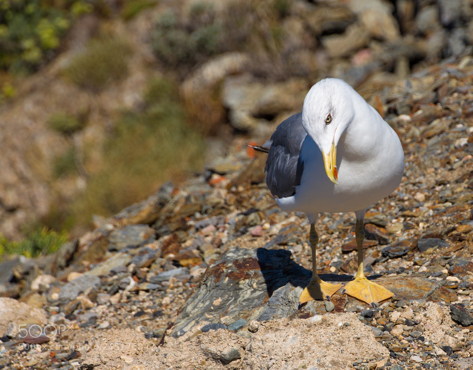 Canon EOS 650D (EOS Rebel T4i / EOS Kiss X6i) sample photo. Goeland_brun-port_vendres photography