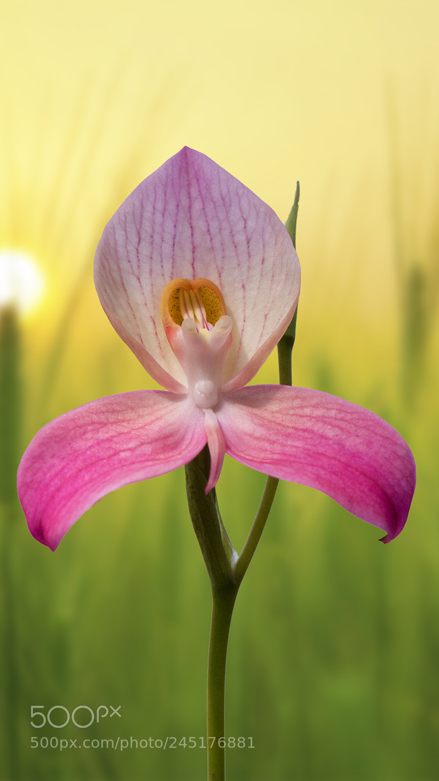 Canon EOS M3 sample photo. Pastel beauty photography