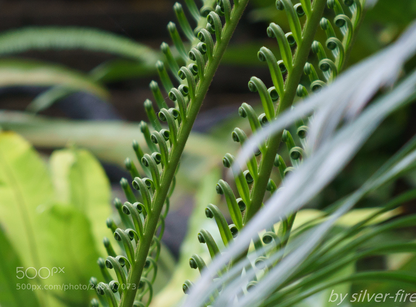 Sony a7R II sample photo. Dendrobium offi photography