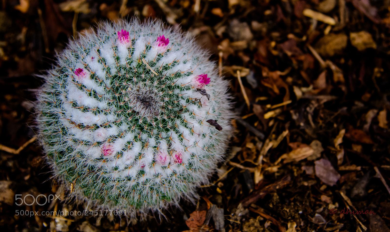 Nikon D7100 sample photo. Untitled photography