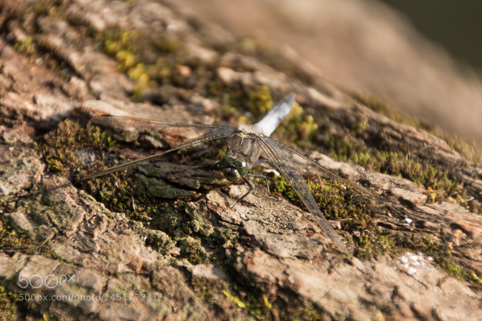 Canon EOS 650D (EOS Rebel T4i / EOS Kiss X6i) sample photo. Orthetrum_reticule-etang_de_trevoix-egly photography
