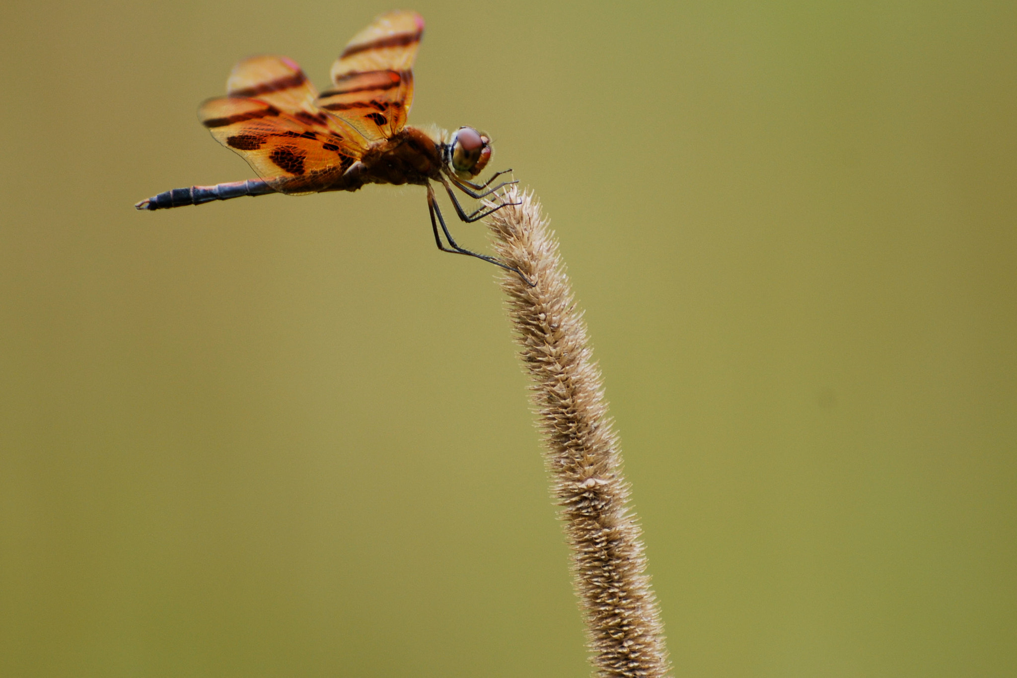 Nikon D80 sample photo. Ward poundridge reservation, ny. handheld no filter photography