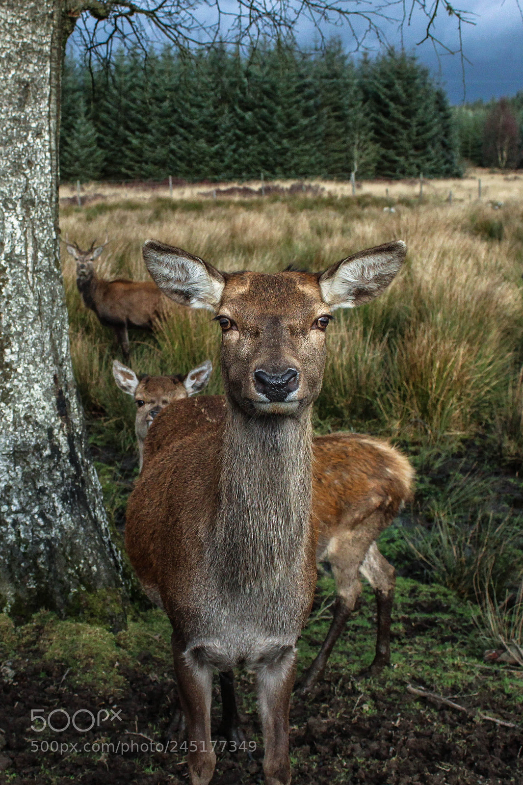 Canon EOS 700D (EOS Rebel T5i / EOS Kiss X7i) sample photo. Deer photography