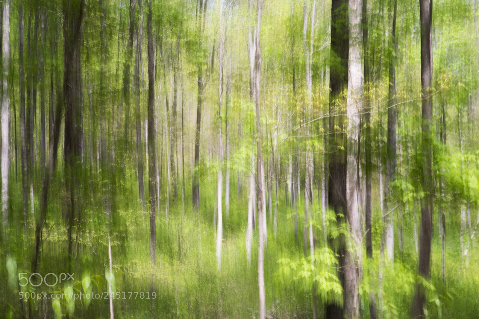 Pentax K-1 sample photo. Green dreaming photography