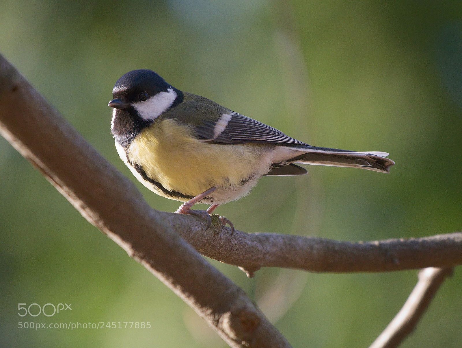 Panasonic DMC-G81 sample photo. Great tit photography