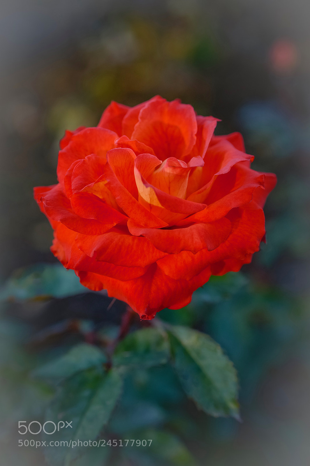 Nikon D800E sample photo. Untitled photography