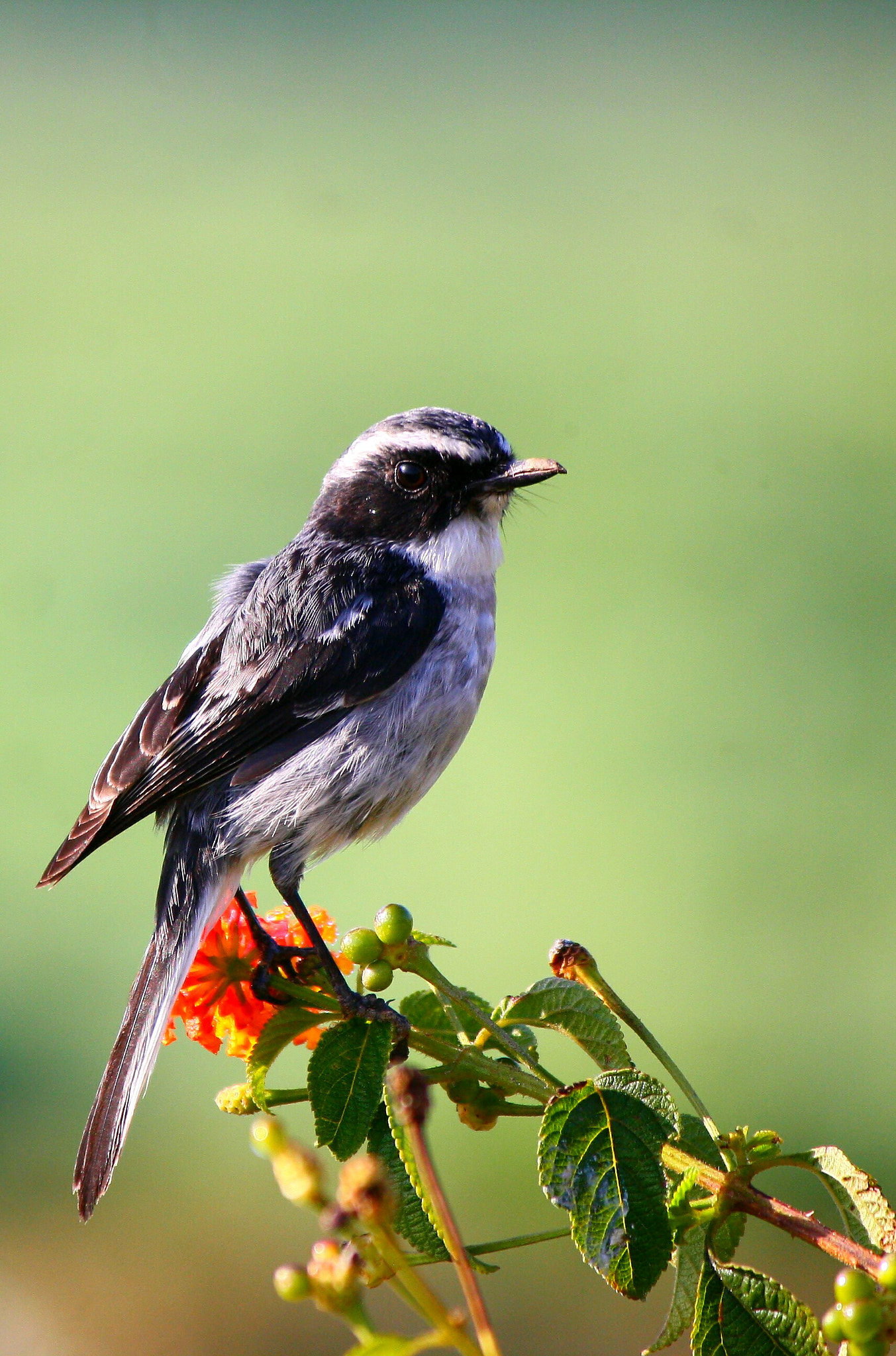 Canon EOS 1000D (EOS Digital Rebel XS / EOS Kiss F) sample photo. #bird 
#dehradun
#canoneos1000d #lens55_250 #f5

#www_photography photography