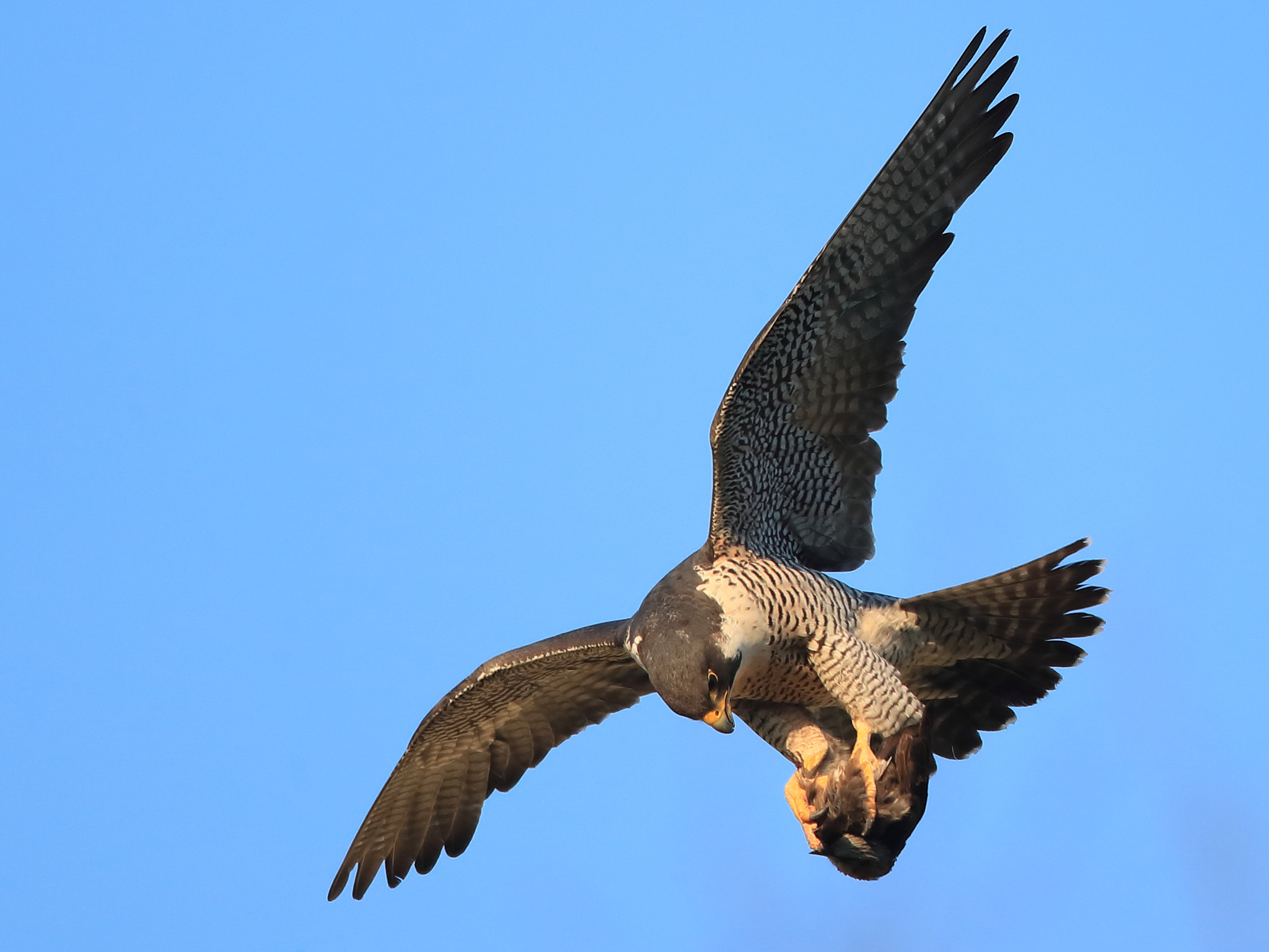 Canon EF 800mm F5.6L IS USM sample photo. ハヤブサ peregrine falcon photography