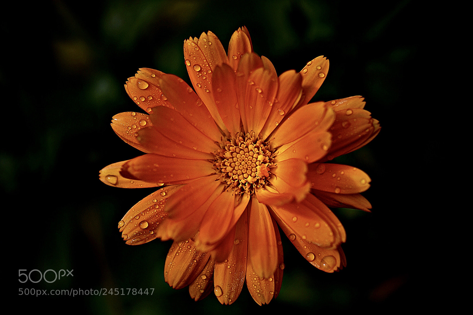 Nikon D500 sample photo. Оранжевый цветок photography