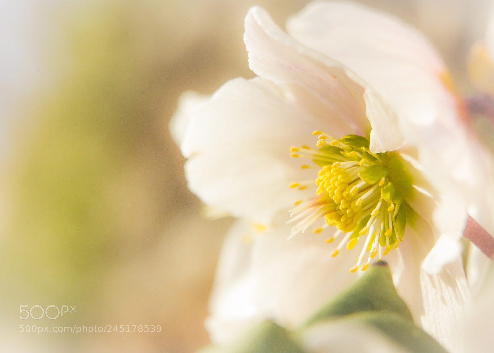 Nikon D3200 sample photo. Snowdrop photography