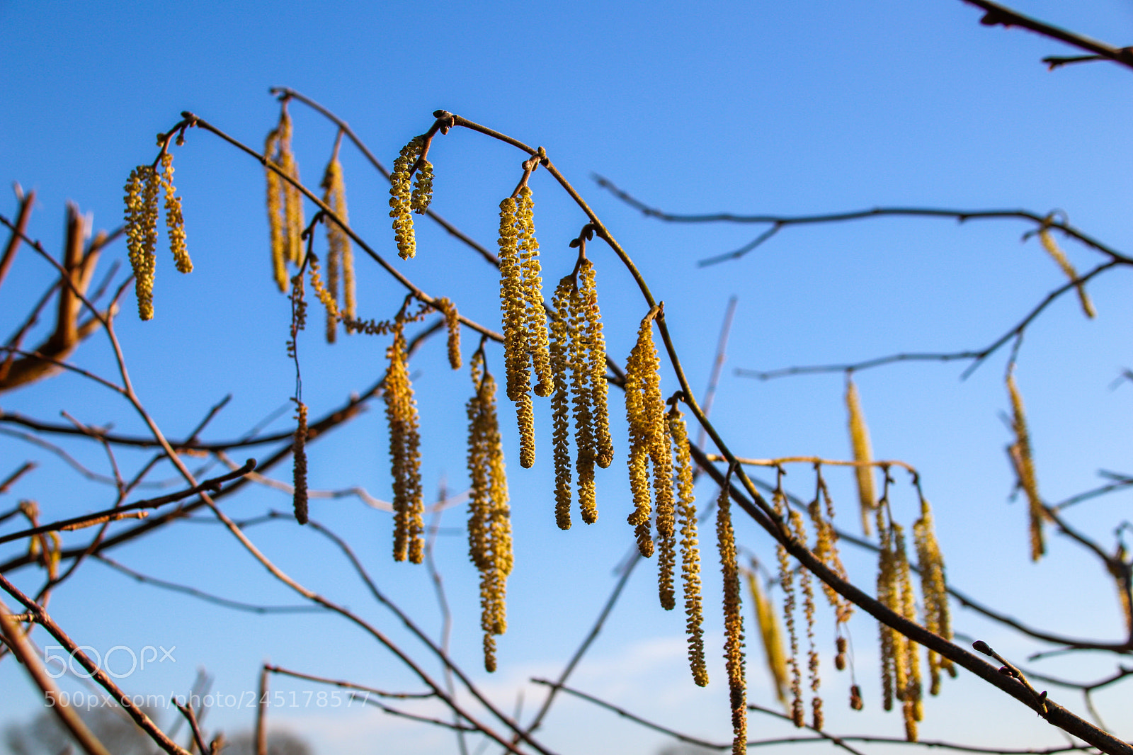 Canon EOS 77D (EOS 9000D / EOS 770D) sample photo. Hanging plants photography