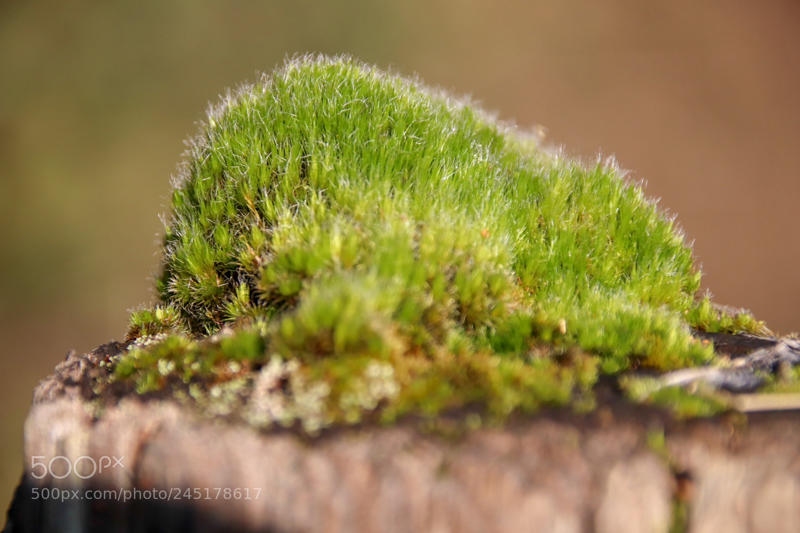 Canon EOS 77D (EOS 9000D / EOS 770D) sample photo. Moss close up photography