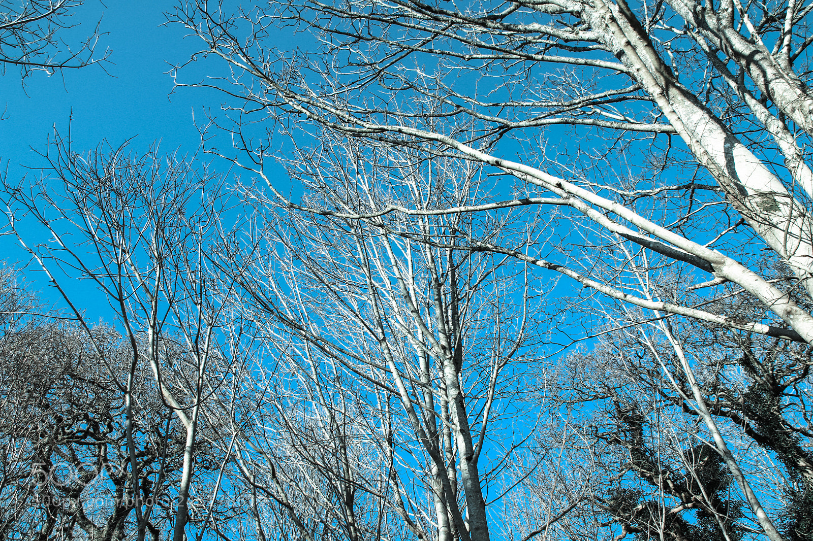 Canon EOS 77D (EOS 9000D / EOS 770D) sample photo. Cold tone trees photography