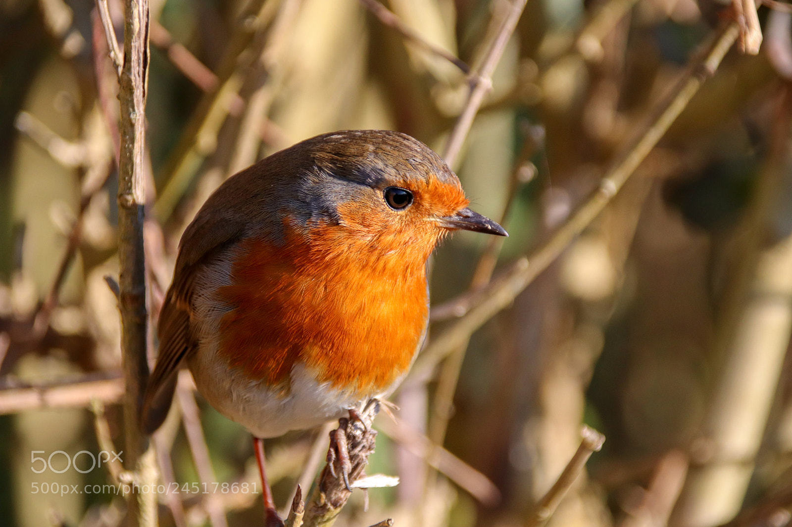 Canon EOS 77D (EOS 9000D / EOS 770D) sample photo. Robin on branch photography