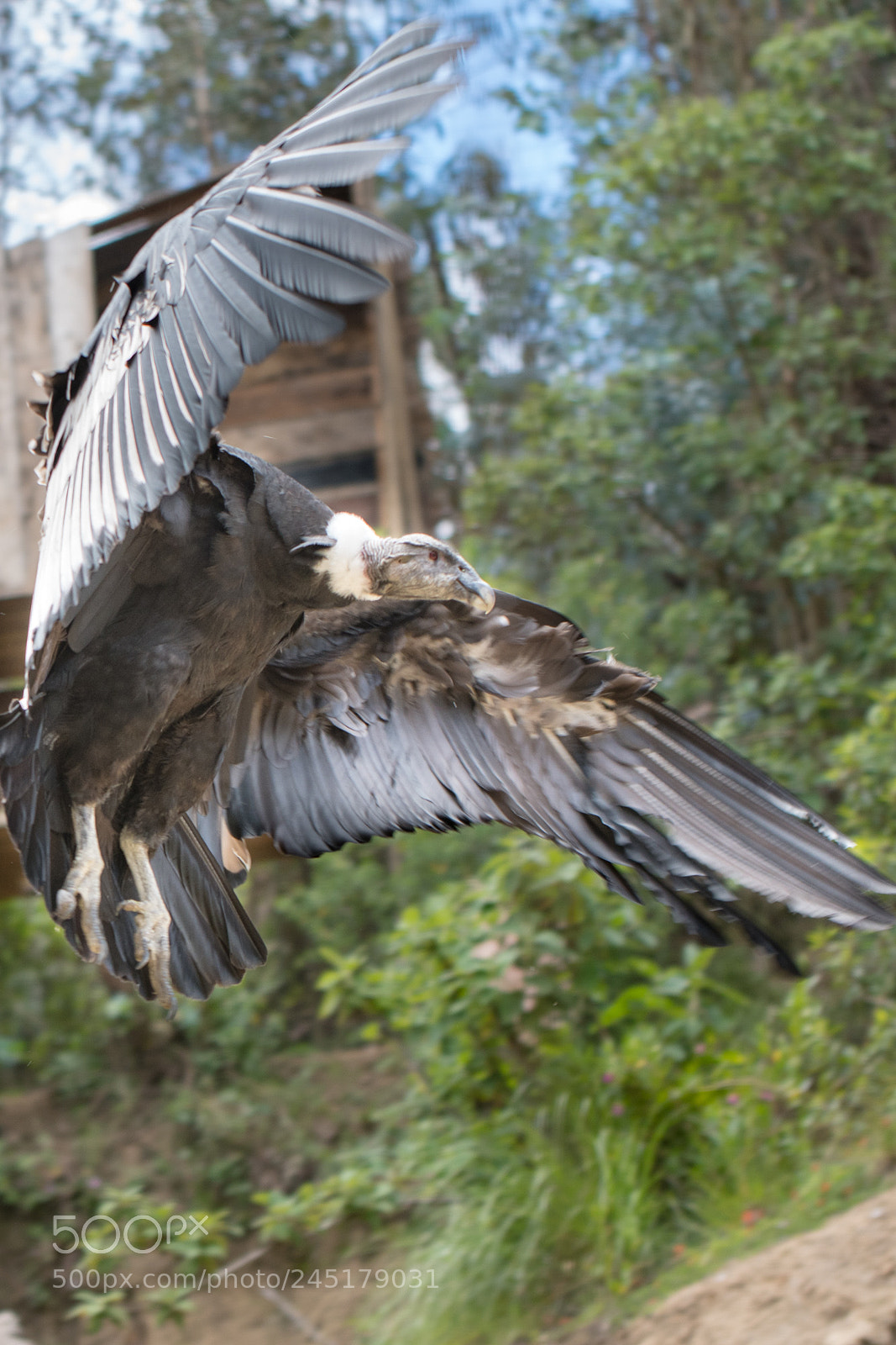 Nikon D500 sample photo. Condor photography