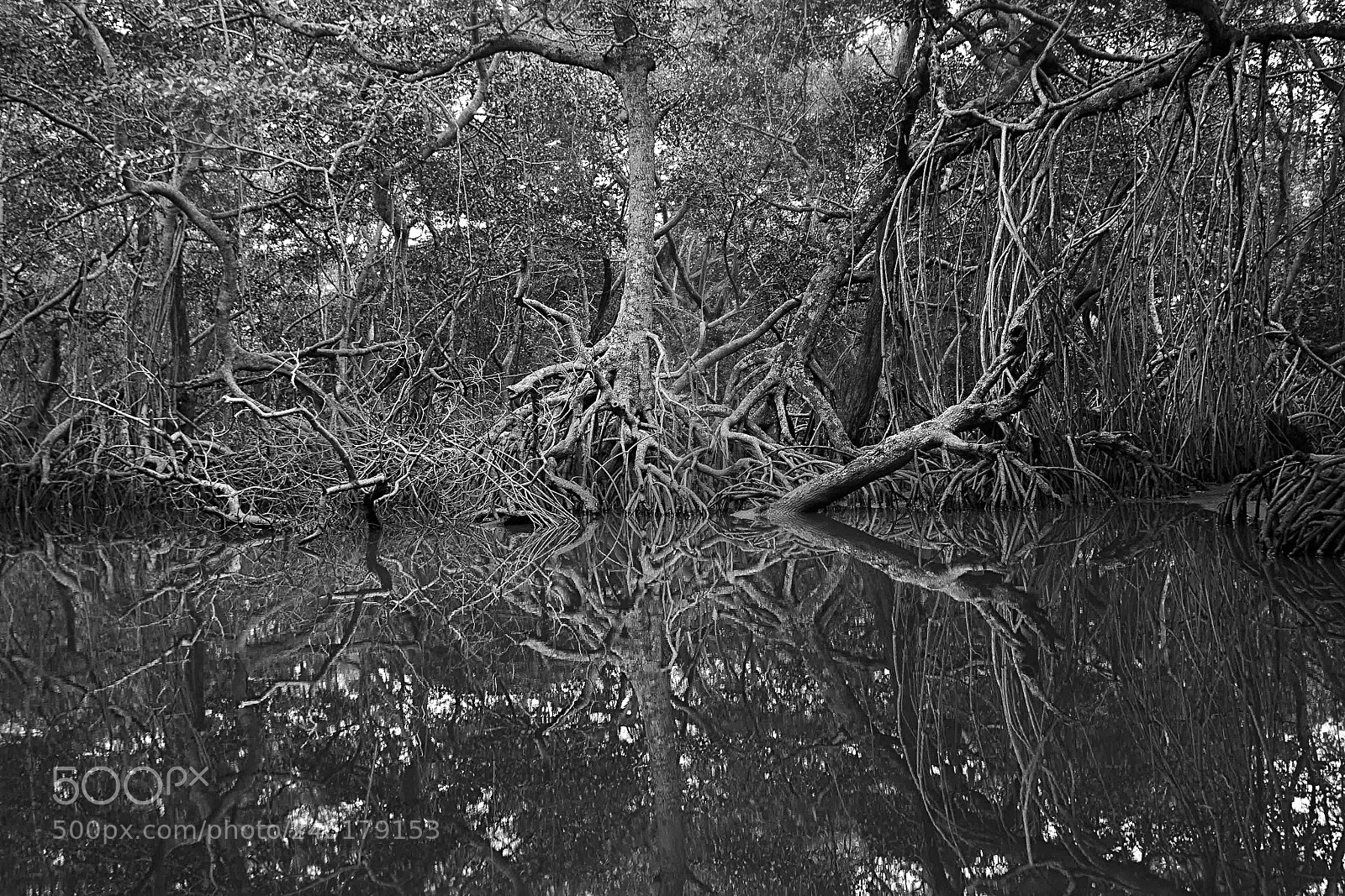 Canon EOS 50D sample photo. Neurona  (catemaco veracruz) photography