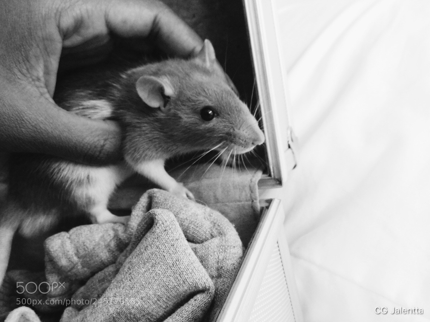 Nikon Coolpix B500 sample photo. Cute baby rat photography