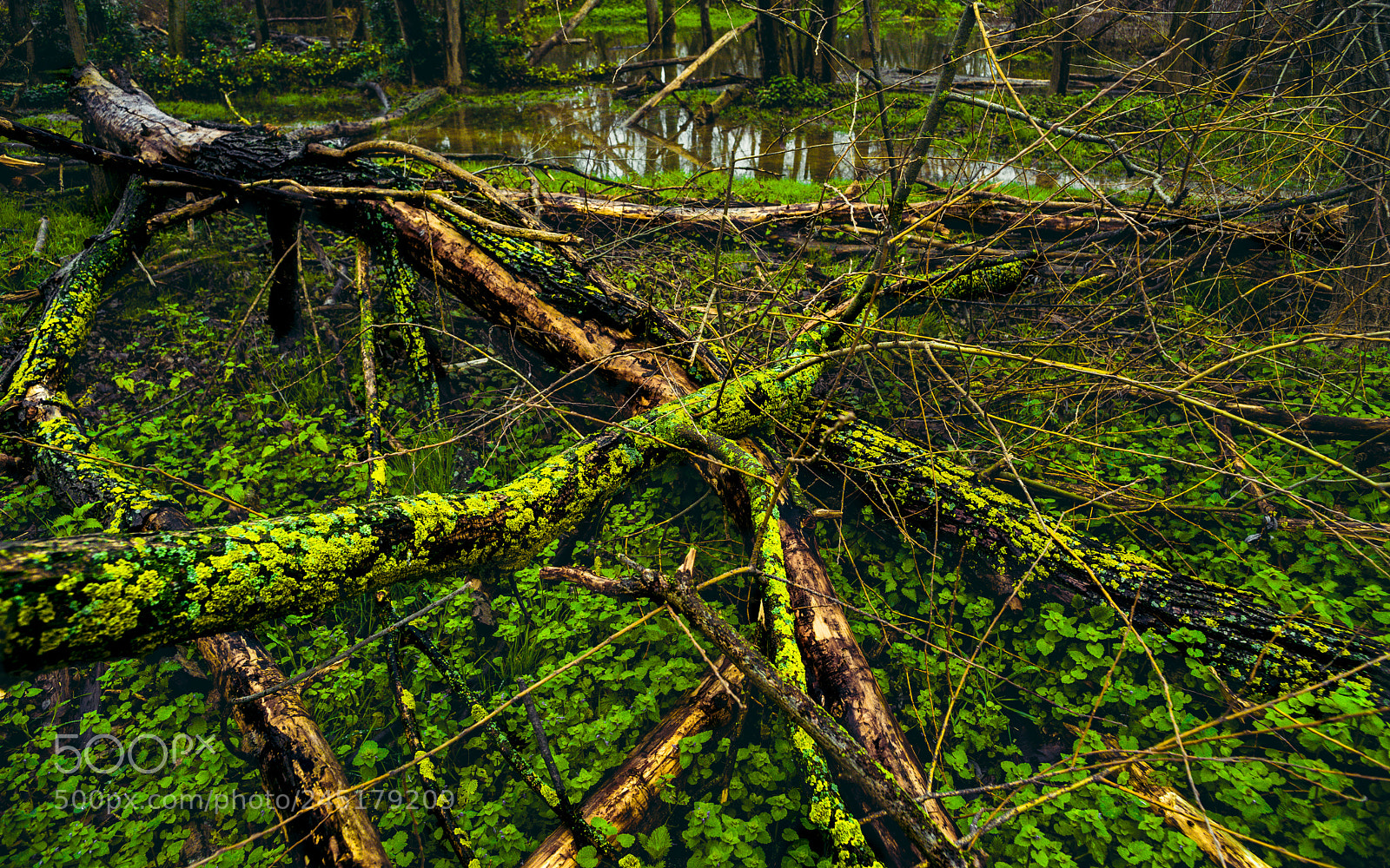 Nikon D800 sample photo. Fallen tree photography