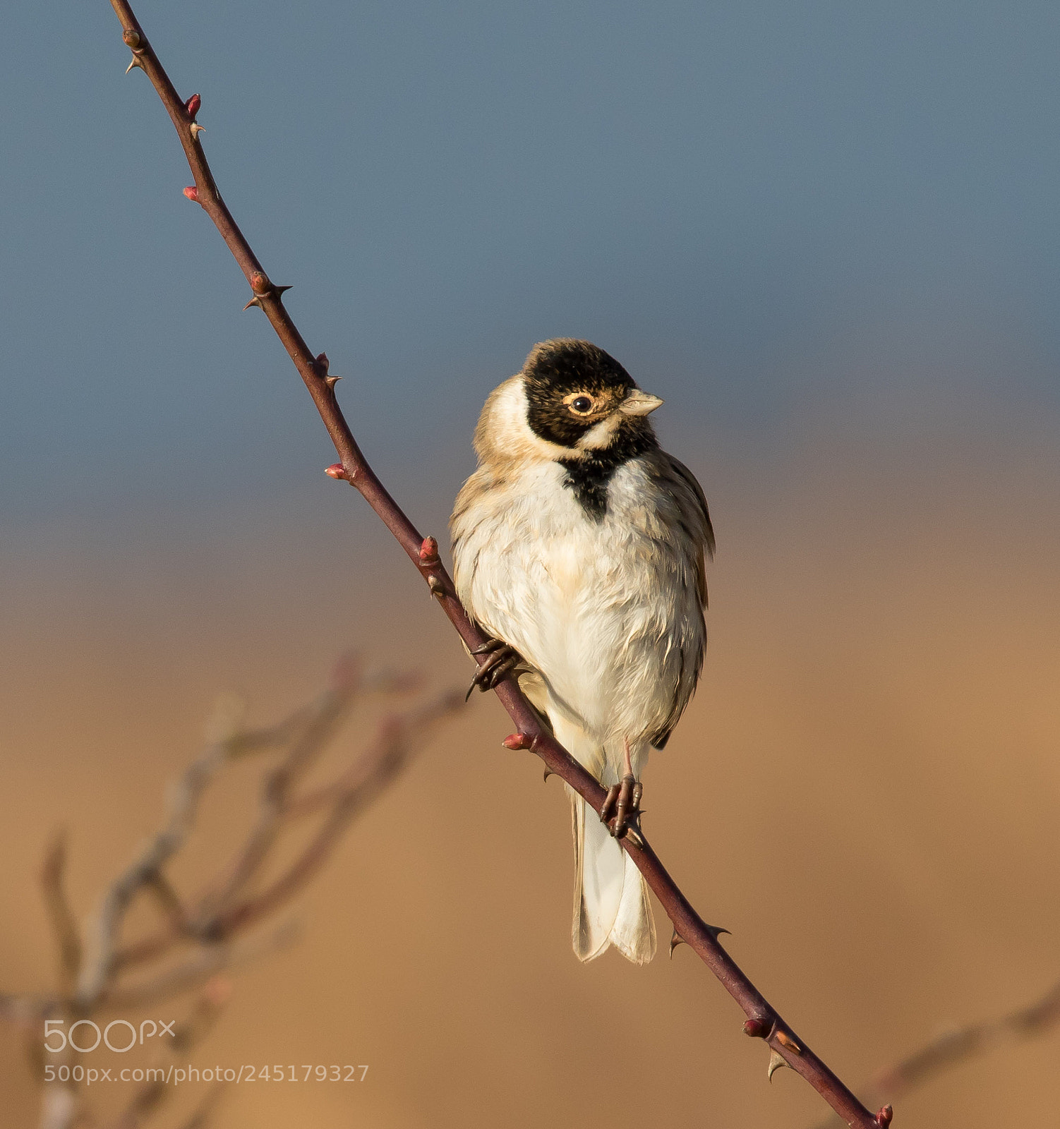 Canon EOS 7D Mark II sample photo. Reed bunting photography