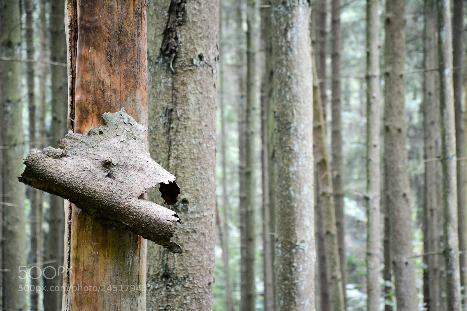 Nikon D5200 sample photo. Saarland forest.jpg photography
