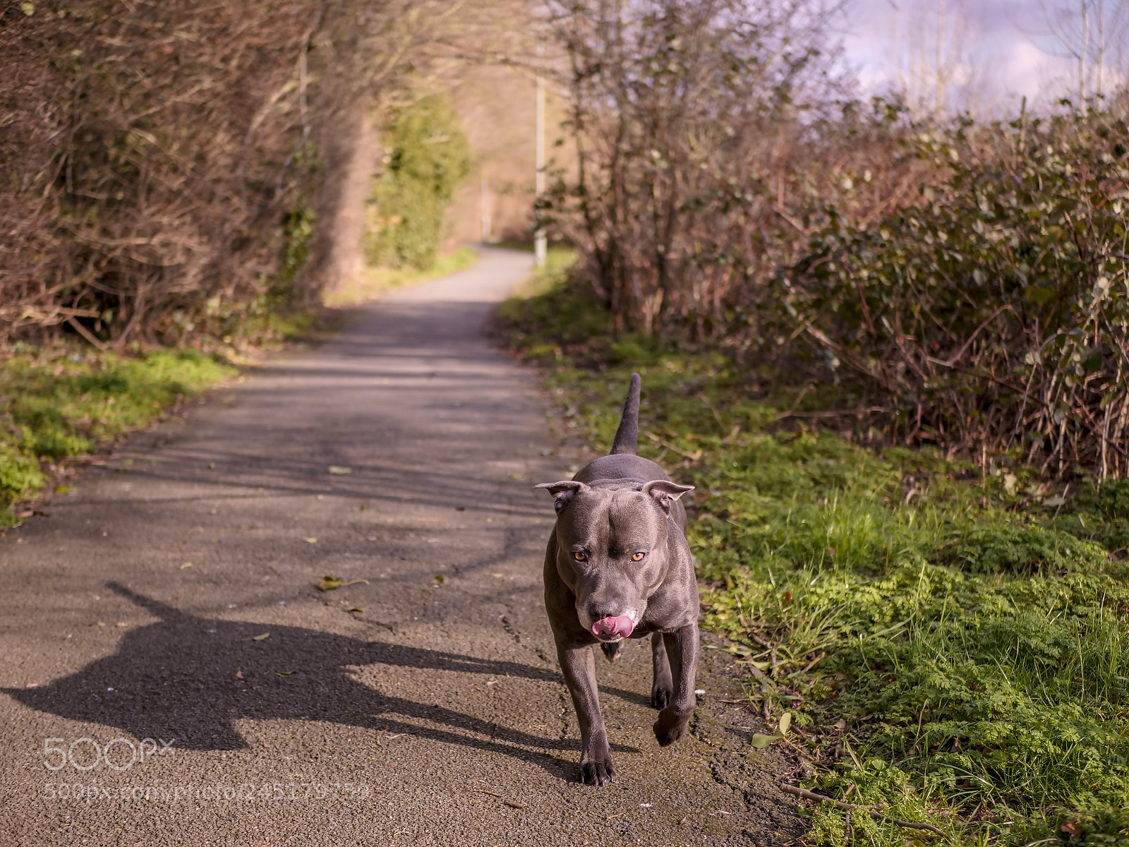 Panasonic Lumix DC-GH5 sample photo. Doggy style photography