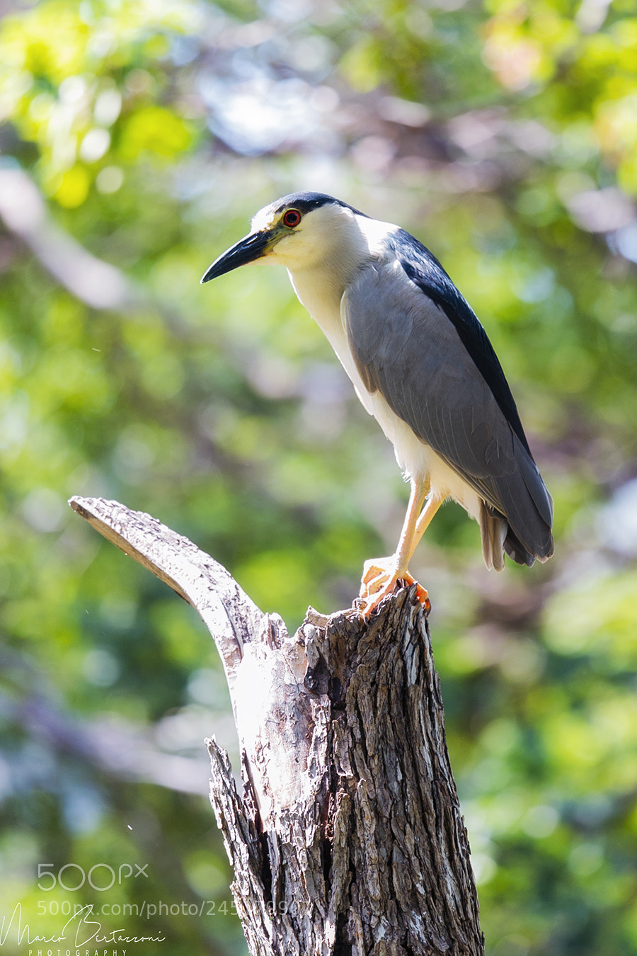 Nikon D3S sample photo. Black crowned night heron photography