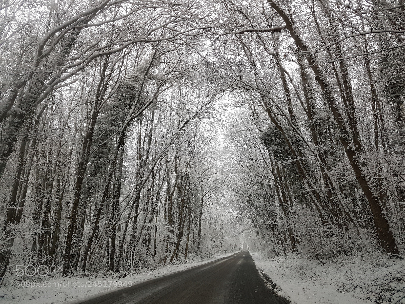 Samsung Galaxy S7 Edge sample photo. Forest and snow photography