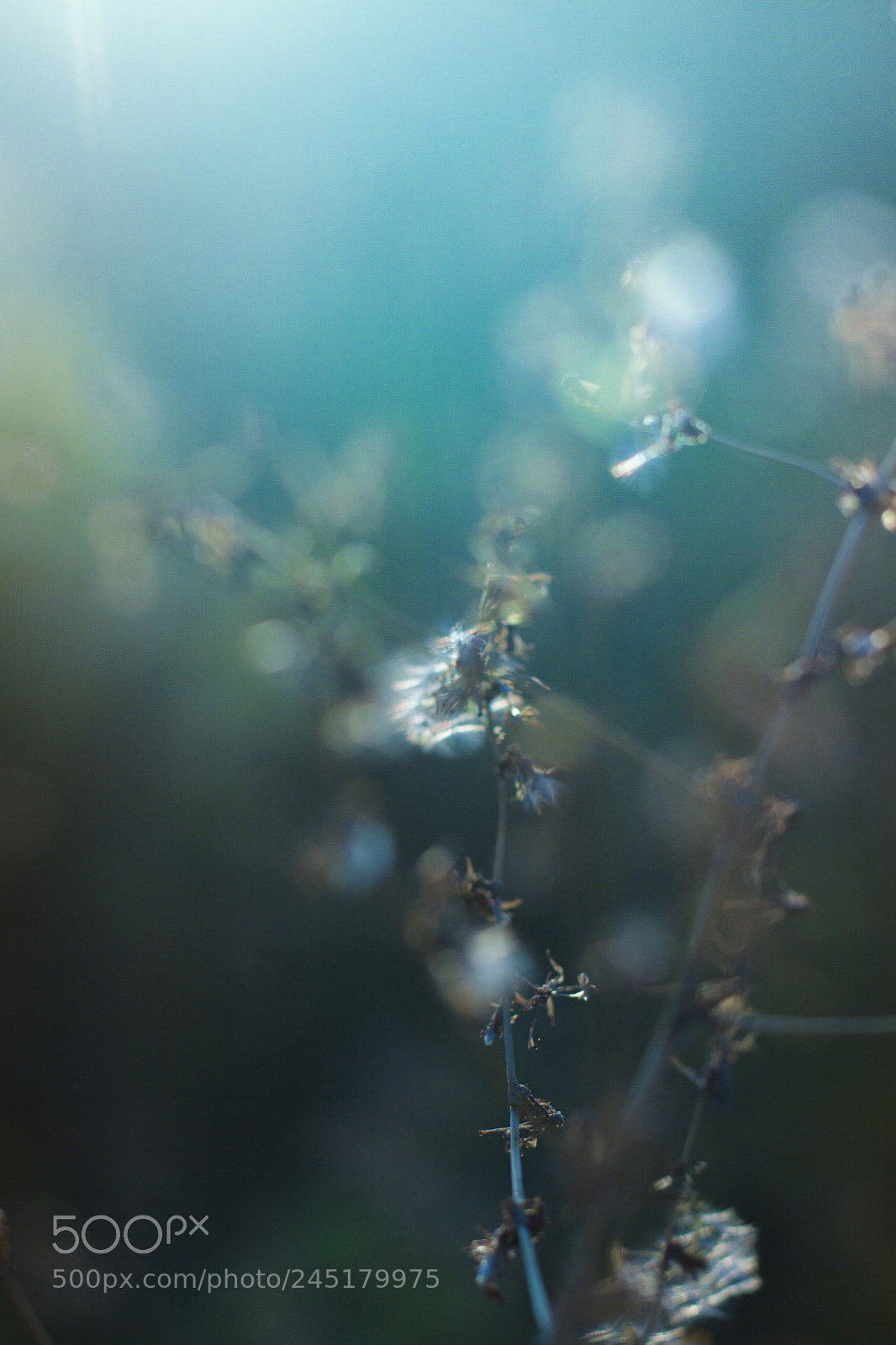 Canon EOS 50D sample photo. Nocturnal photography