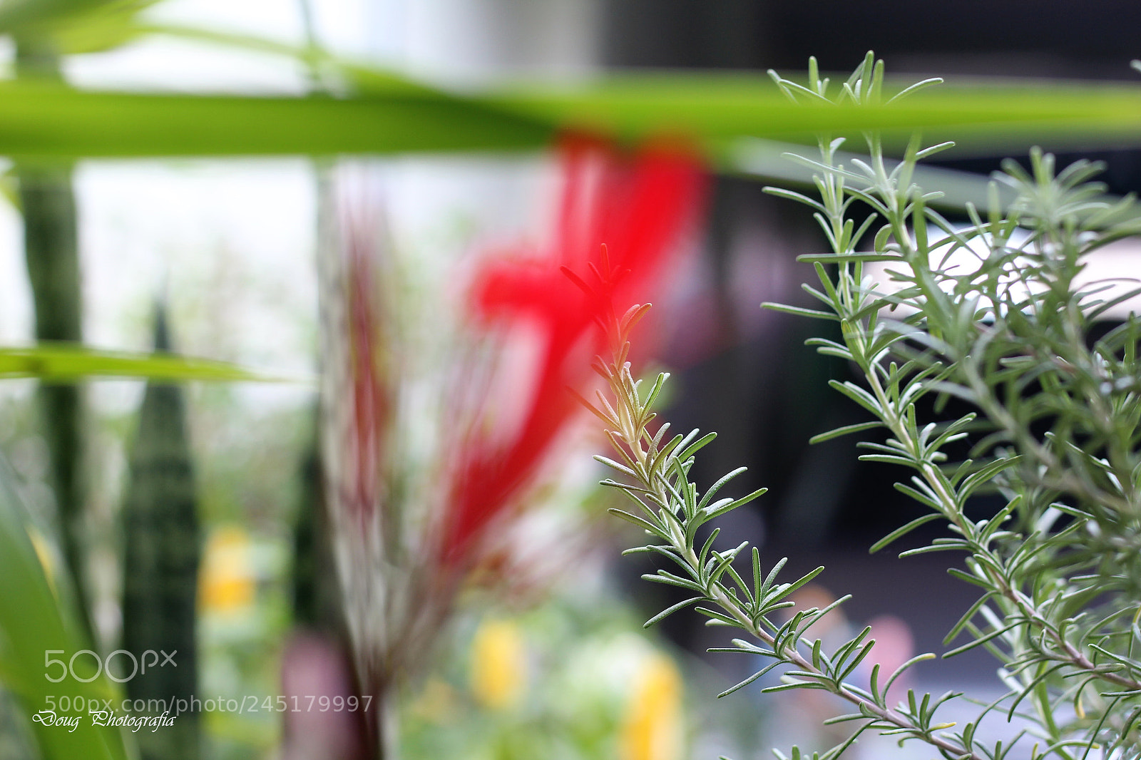 Canon EOS 1200D (EOS Rebel T5 / EOS Kiss X70 / EOS Hi) sample photo. Alecrim (rosemary) photography