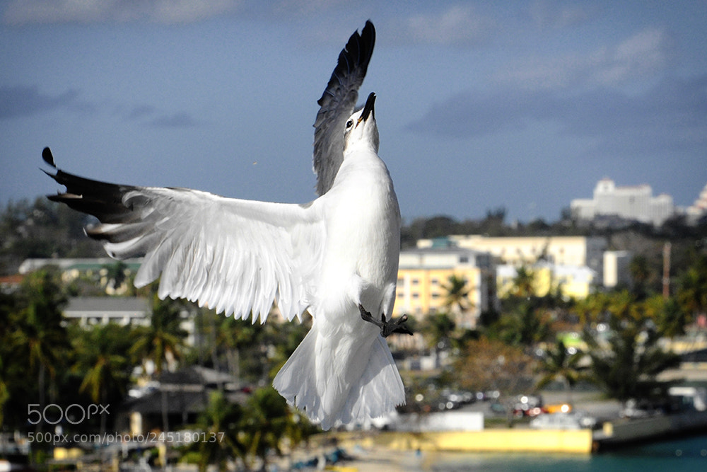 Nikon D5000 sample photo. Gabbiano in volo photography