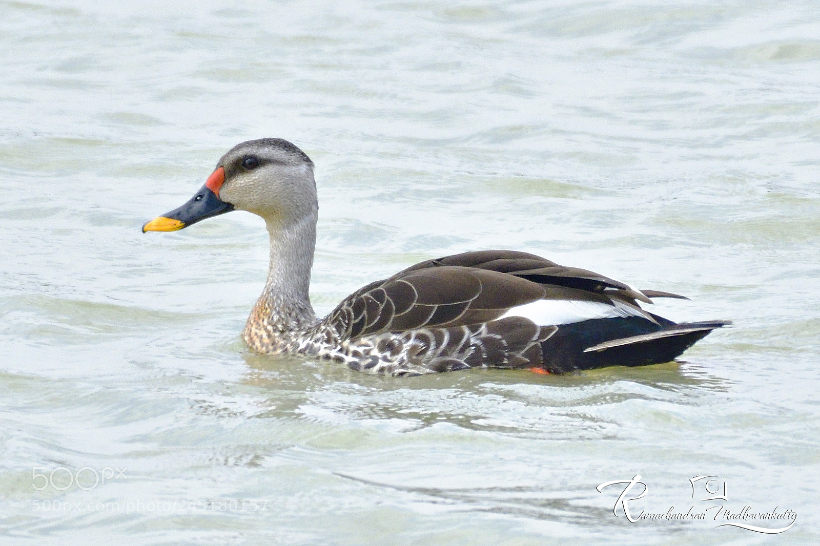 Nikon D500 sample photo. The indian spot-billed duck photography