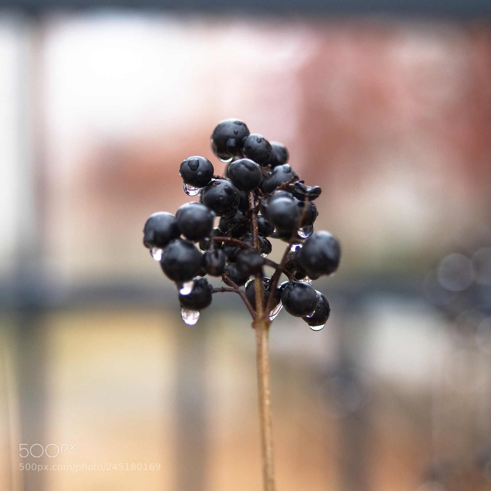 Panasonic Lumix DC-GH5 sample photo. Pluie de larmes photography