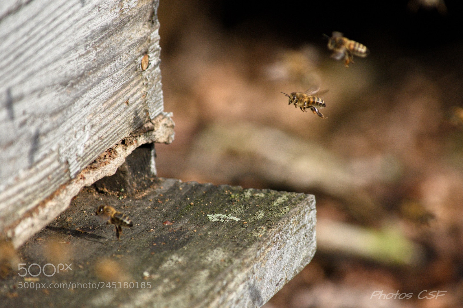 Nikon D7200 sample photo. Untitled photography