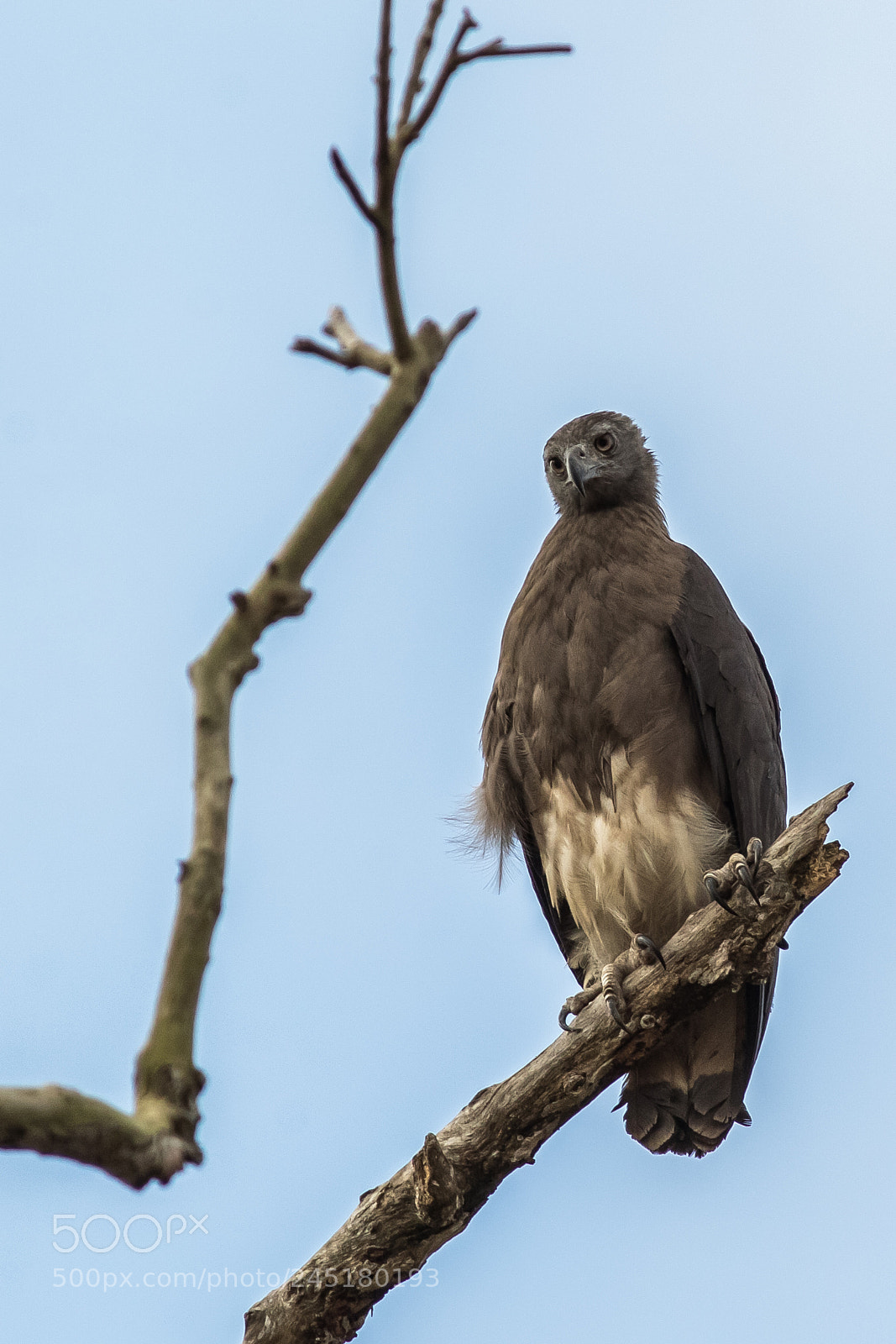 Canon EOS 7D Mark II sample photo. Lesser fish eagle photography