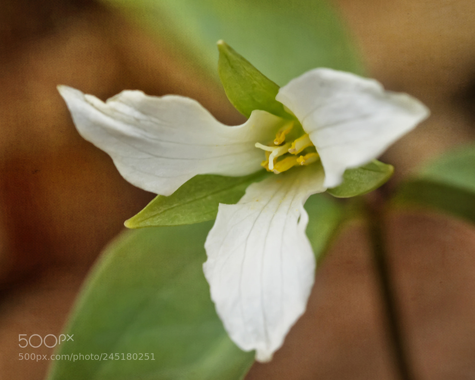 Nikon D7100 sample photo. Persistent trillium photography