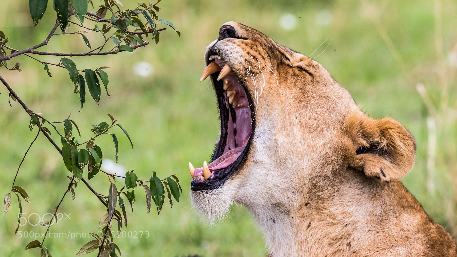Canon EOS 7D Mark II sample photo. Yawning after a long photography