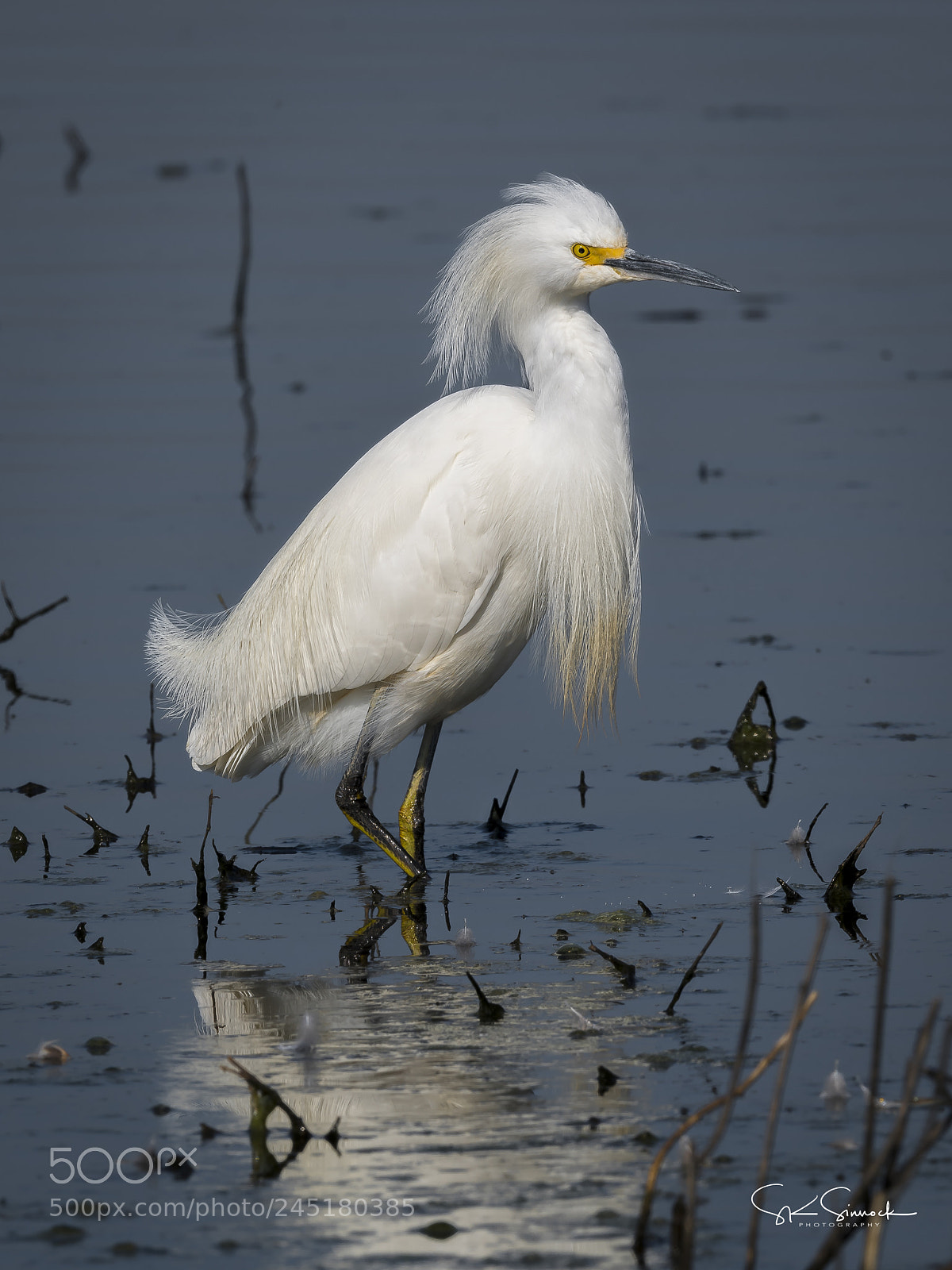 Nikon D850 sample photo. Snowy egret photography