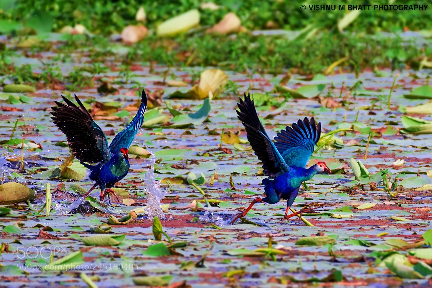 Nikon D810 sample photo. Gray headed swamp hen photography