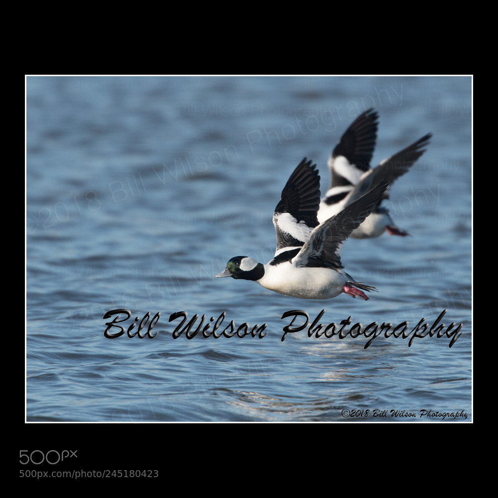 Nikon D500 sample photo. Bufflehead duck male flight photography