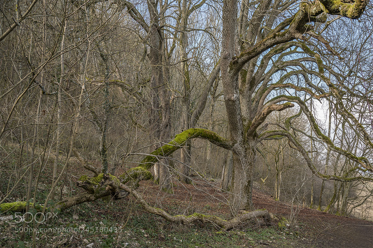 Sony a7R II sample photo. Baumgruppe iii photography