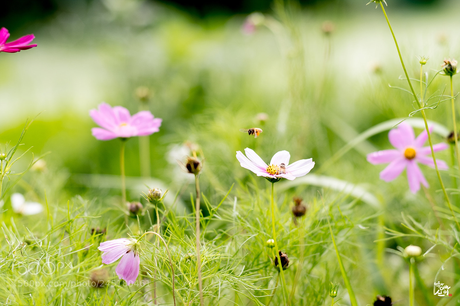 Fujifilm X-T2 sample photo. One summer day photography