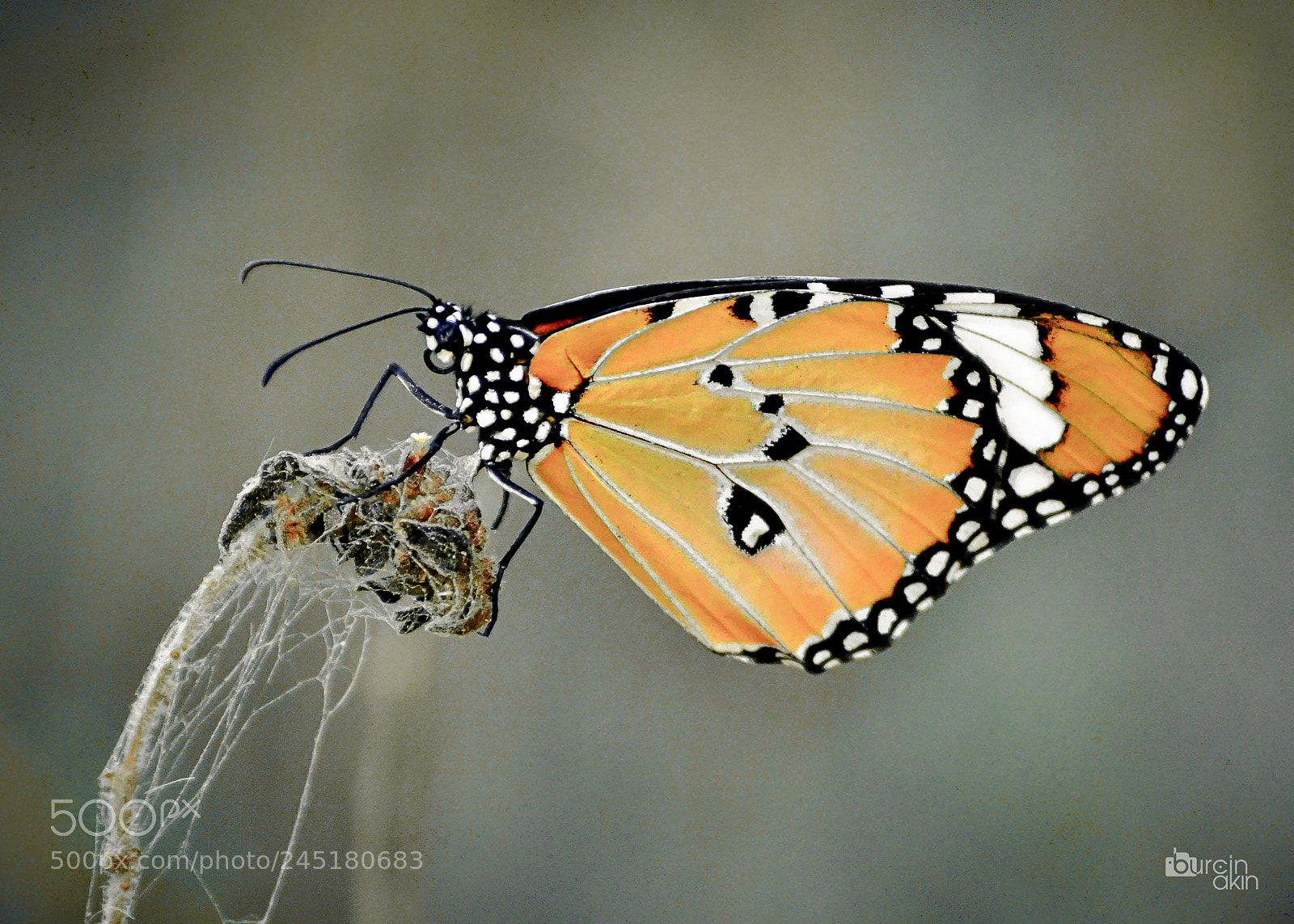 Nikon D5100 sample photo. Butterfly ... photography