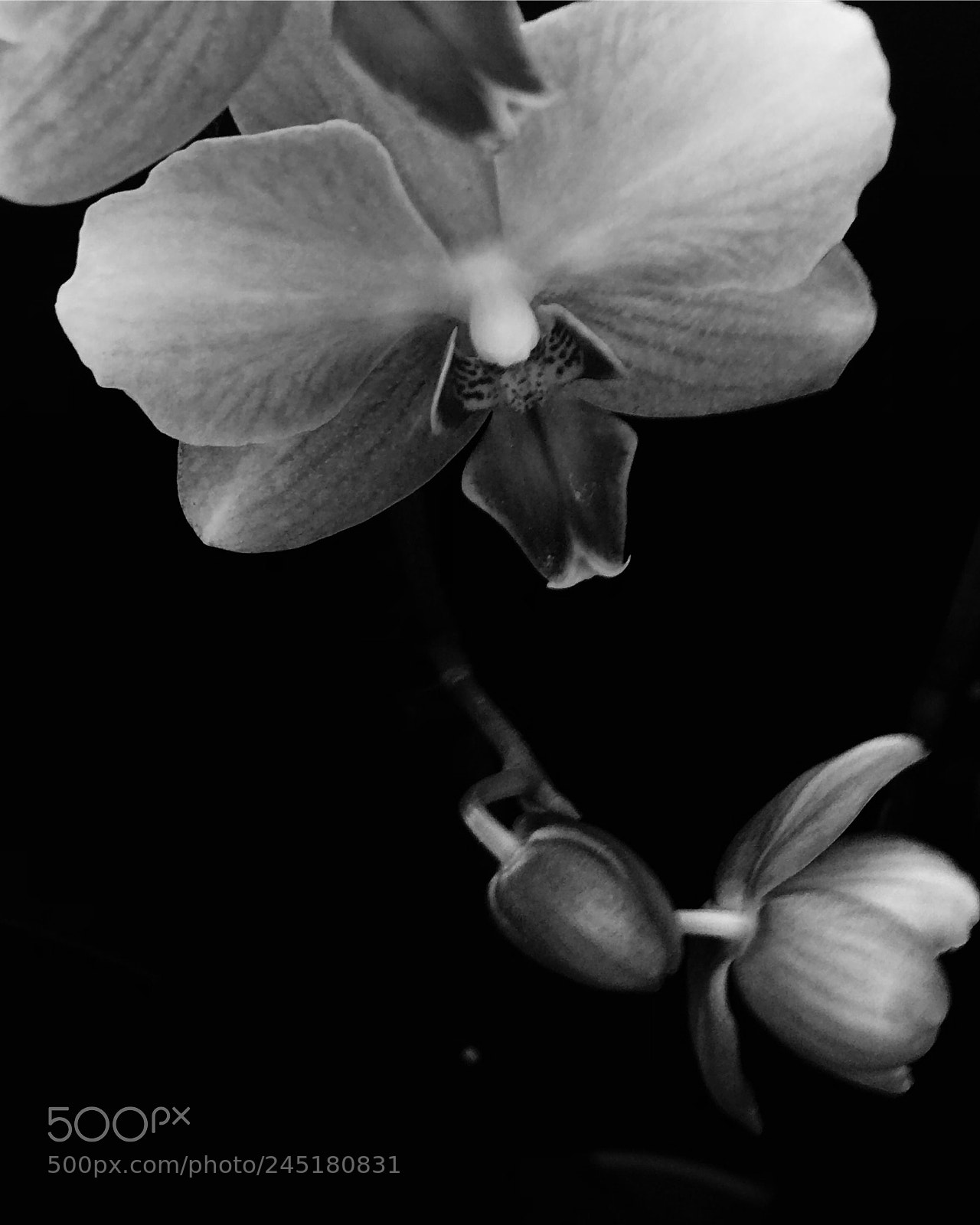 Apple iPhone 7 Plus sample photo. Orchids of grief photography