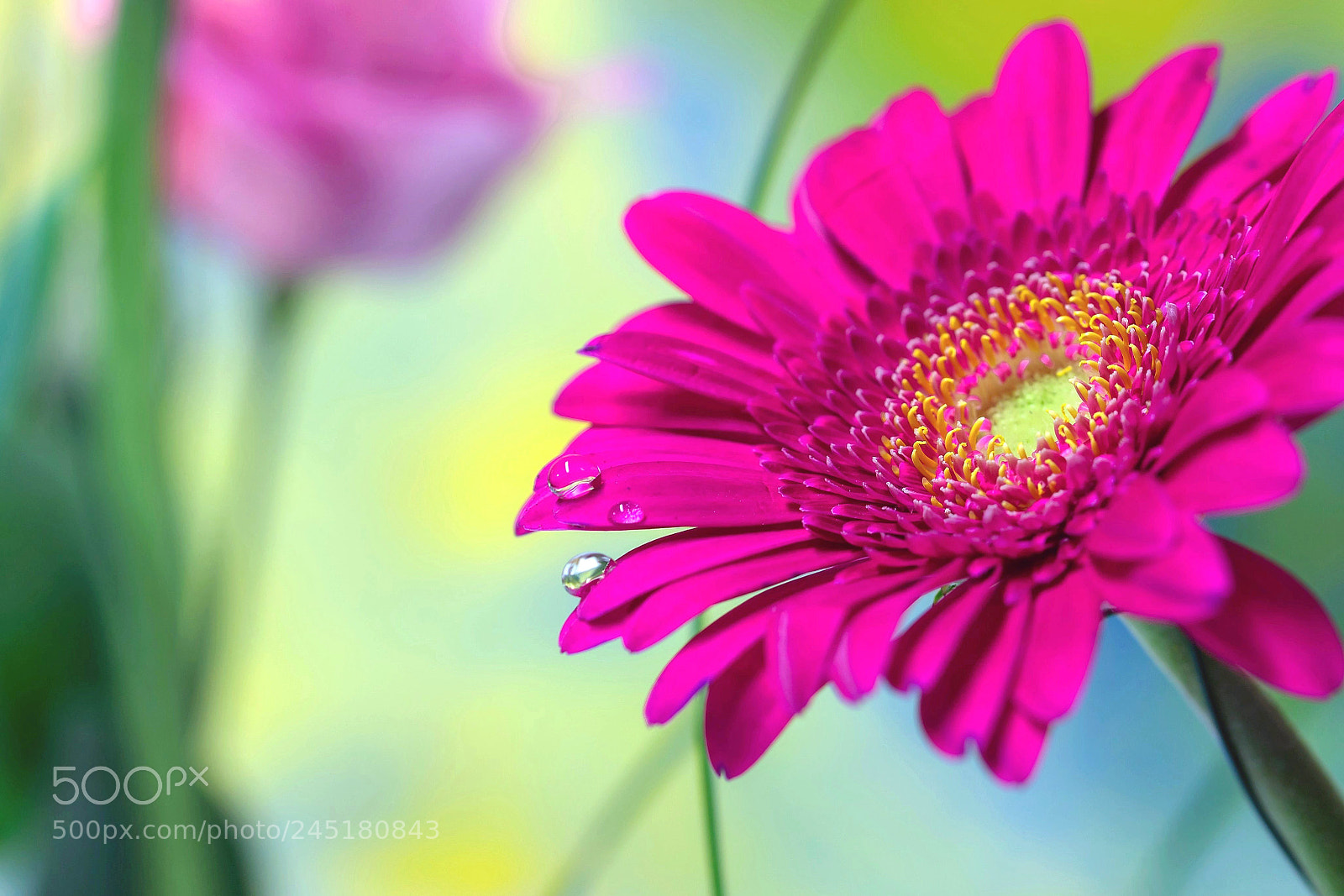 Canon EOS 1100D (EOS Rebel T3 / EOS Kiss X50) sample photo. Fleurs photography